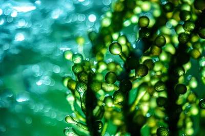 从发电到深空探索 生物燃料新宠微藻带来的可持续未来